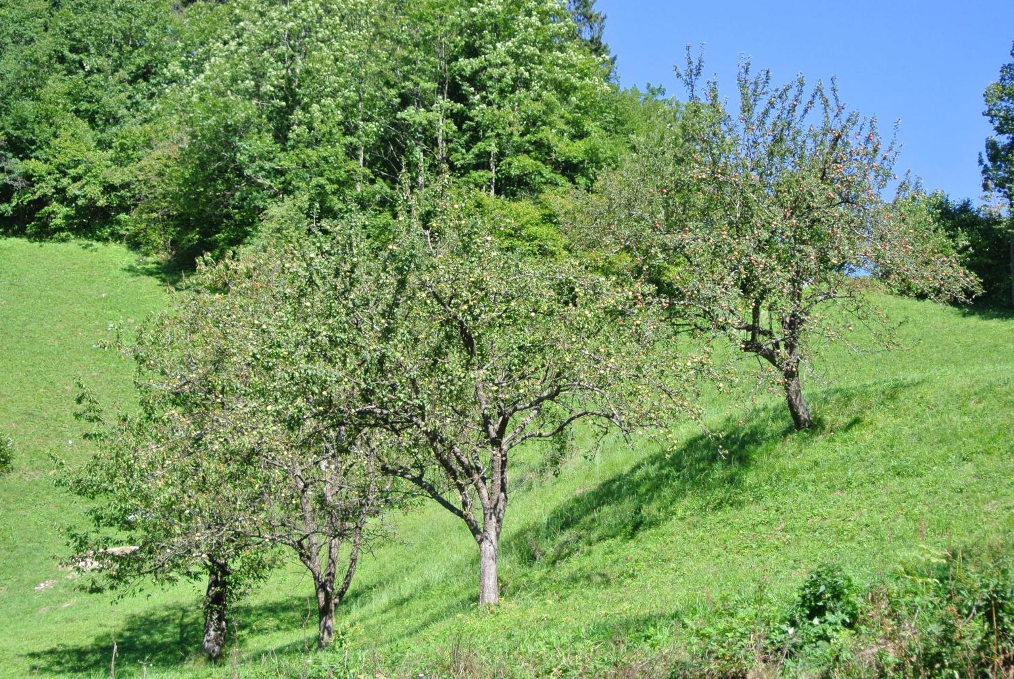 Tržič Apartments Tourist Farm Storman With Ev Ch-Station מראה חיצוני תמונה